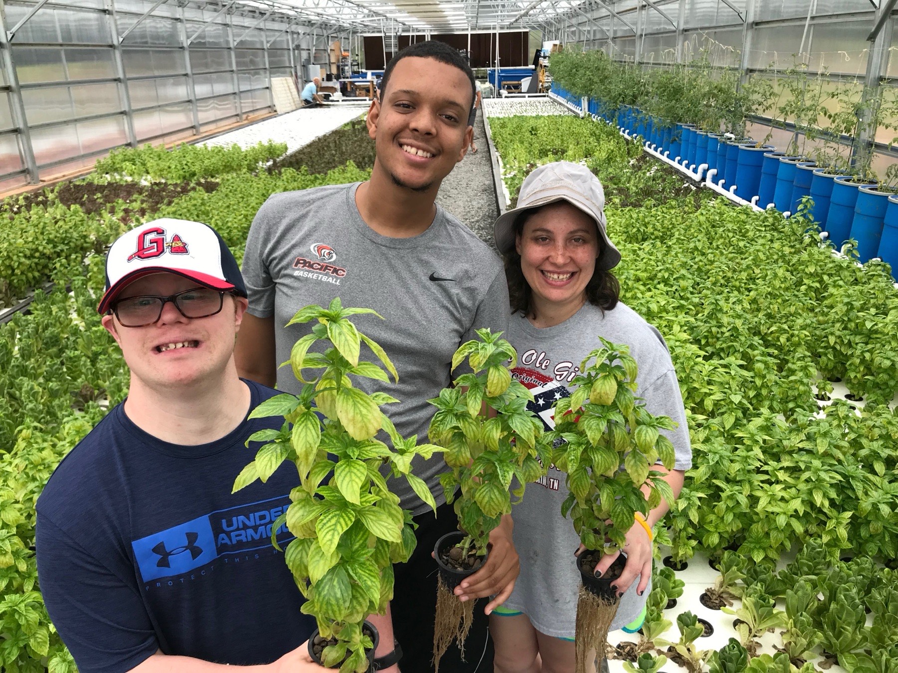 Plants growing in the greenhouse